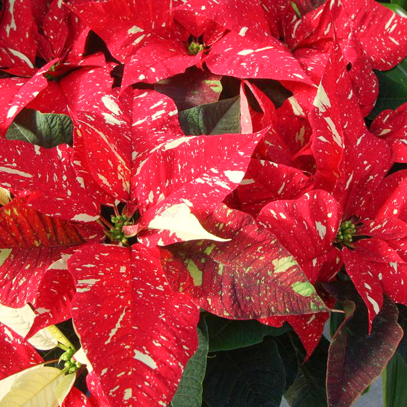 Jingle Bell Poinsettia