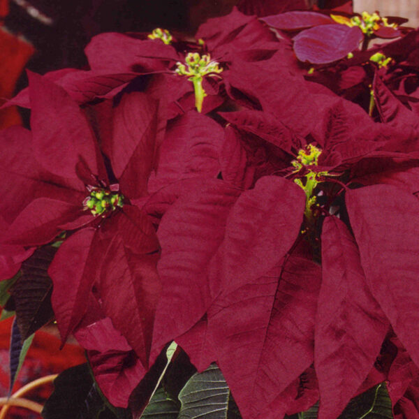 Burgundy Poinsettia