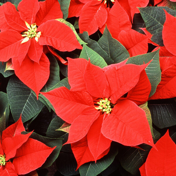 Red Poinsettia