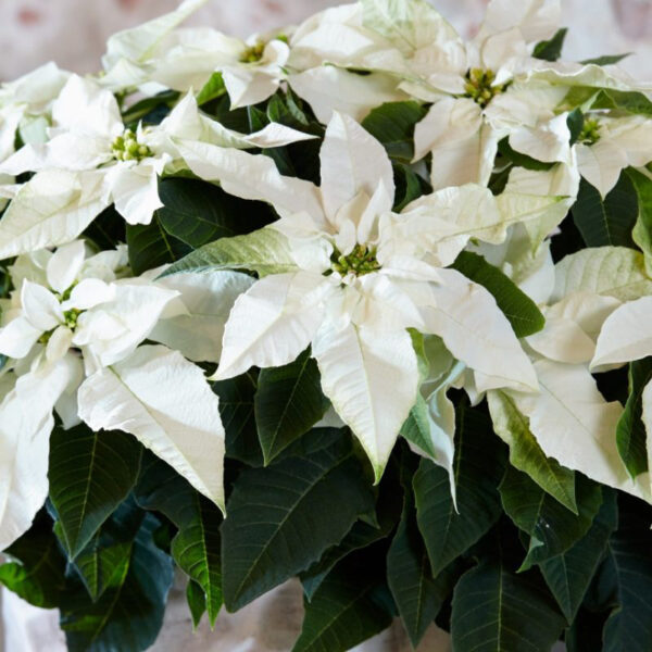 White Poinsettia