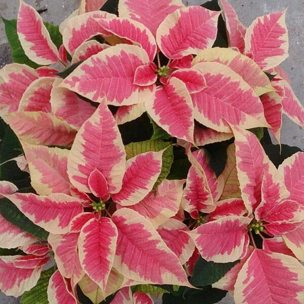 Marble Poinsettia