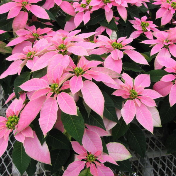 Pink Poinsettia